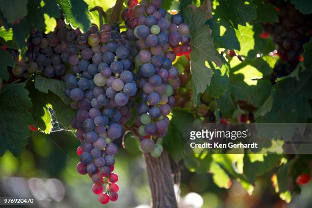 laden bunches on groot constantia vines, cape town. rsa - fruit laden trees stock pictures, royalty-free photos & images