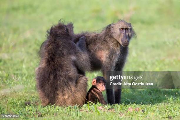 baboon family play to strengthen bonds and having fun in nature - kruger national park south africa - omnivorous stock pictures, royalty-free photos & images