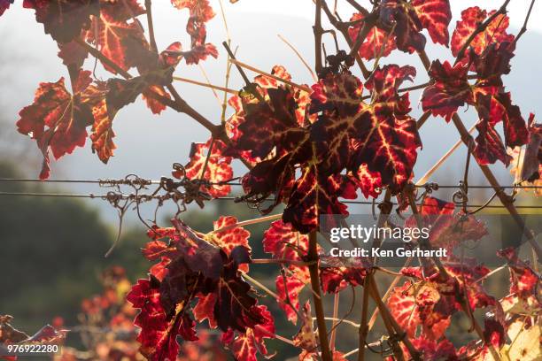 autumn shades on klein constantia estate, cape town. rsa - constantia photos et images de collection