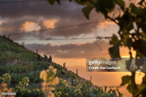 highest vines on klein constantia estate. cape town. rsa - constantia photos et images de collection