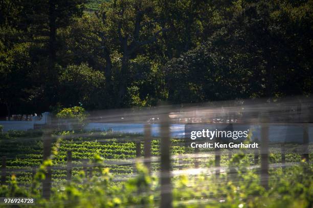 sun-drenched vines on groot constantia, cape town. rsa - constantia - fotografias e filmes do acervo