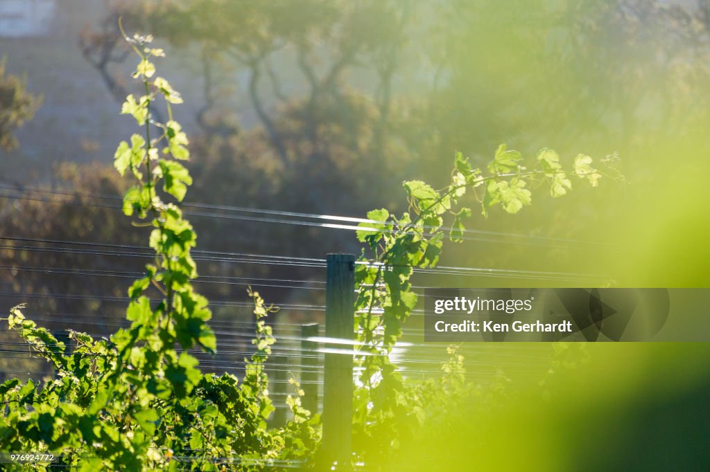 Sun-drenched vines backlit on Buitenverwachting Wine Estate. Constantia Cape Town. RSA