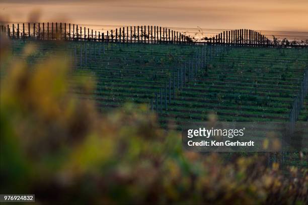 vineyards of groot constantia estate. cape town. rsa - constantia stock-fotos und bilder