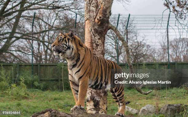 portrait of tiger, dublin, ireland - zoo imagens e fotografias de stock