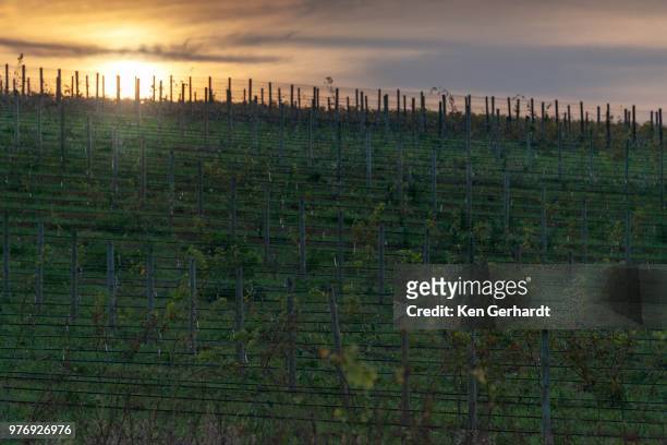 vineyards of groot constantia estate. cape town. rsa - constantia stock-fotos und bilder
