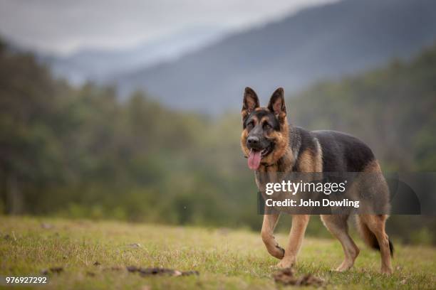 bess at woolla - german shepherd stock pictures, royalty-free photos & images