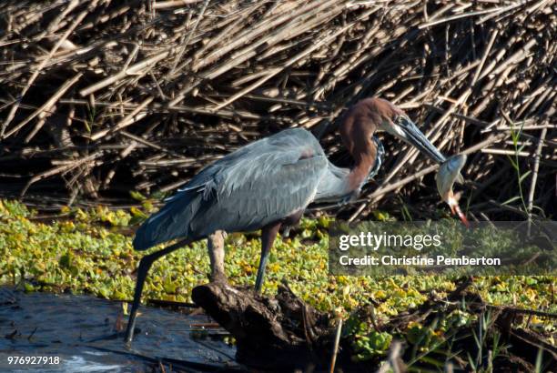 south africa, kruger park.  a goliath heron catching a fish. - goliath heron stock pictures, royalty-free photos & images