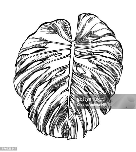 philodendron leaf in watercolor and ink isolated on white - house plant white background stock illustrations