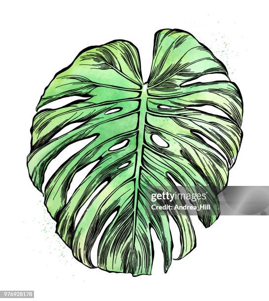 philodendron leaf in watercolor and ink isolated on white - monstera stock illustrations