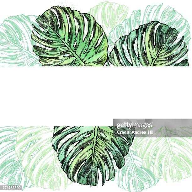 philodendron leaf in watercolor and ink isolated on white - philodendron stock illustrations