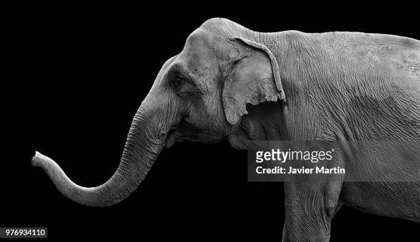 elephant - elephant face stock-fotos und bilder