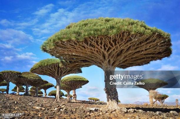 dragon blood trees. - dragon tree stock pictures, royalty-free photos & images