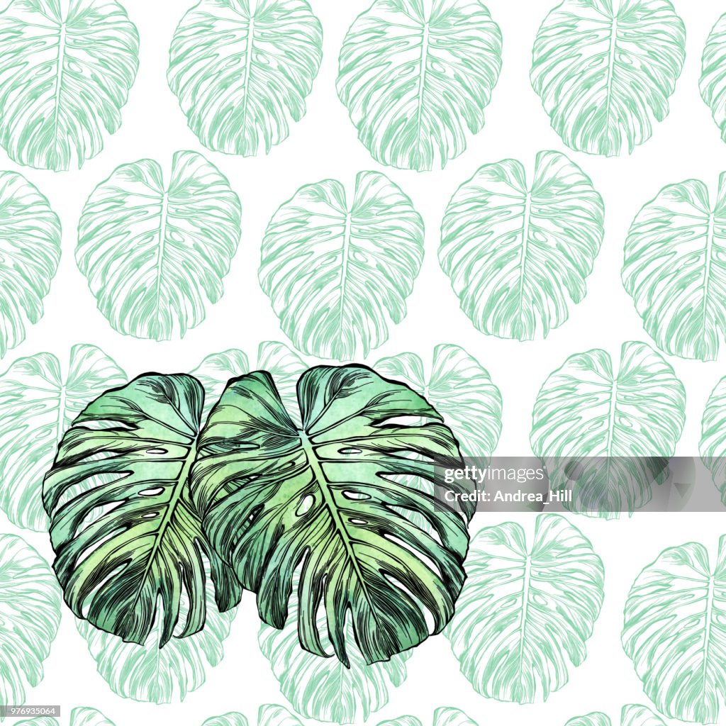 Philodendron Leaf in Watercolor and Ink Isolated on White