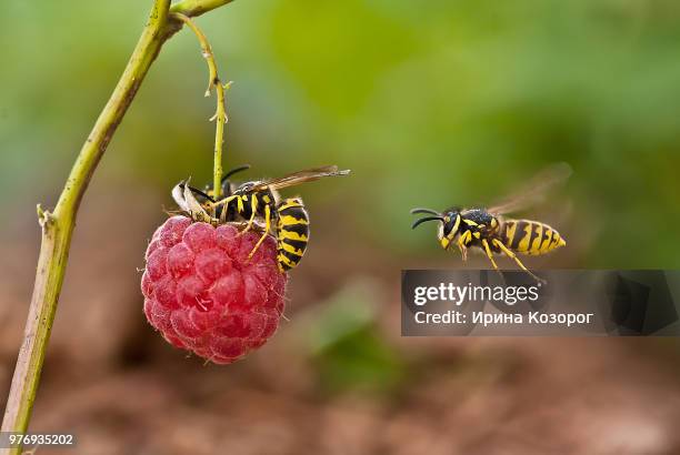 wasps on raspberry - wasps ストックフォトと画像