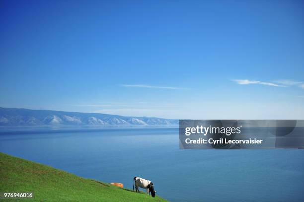 cow grazing in front of lake, olkhon island, russia - olkhon island stock pictures, royalty-free photos & images