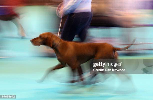 Woman runs with her dog in the judging arena during the fourth and final of the annual Crufts dog show at the National Exhibition Centre on March 14,...