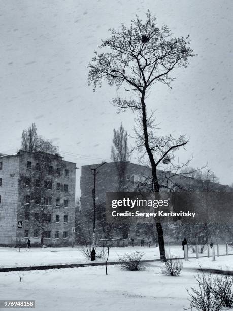openwork tree - openwork stock pictures, royalty-free photos & images
