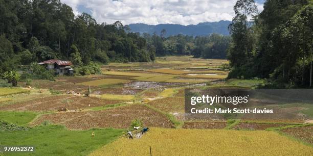 rantepao rice fields - rantepao stock pictures, royalty-free photos & images