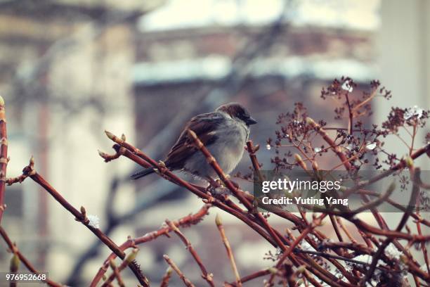 snow bird - yuting stock pictures, royalty-free photos & images