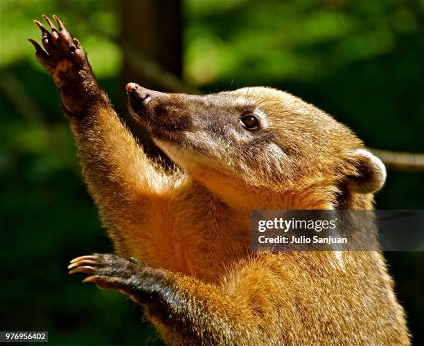 south american coati (nasua nasua) waving, iguazu falls, parana, brazil - animal waving stockfoto's en -beelden