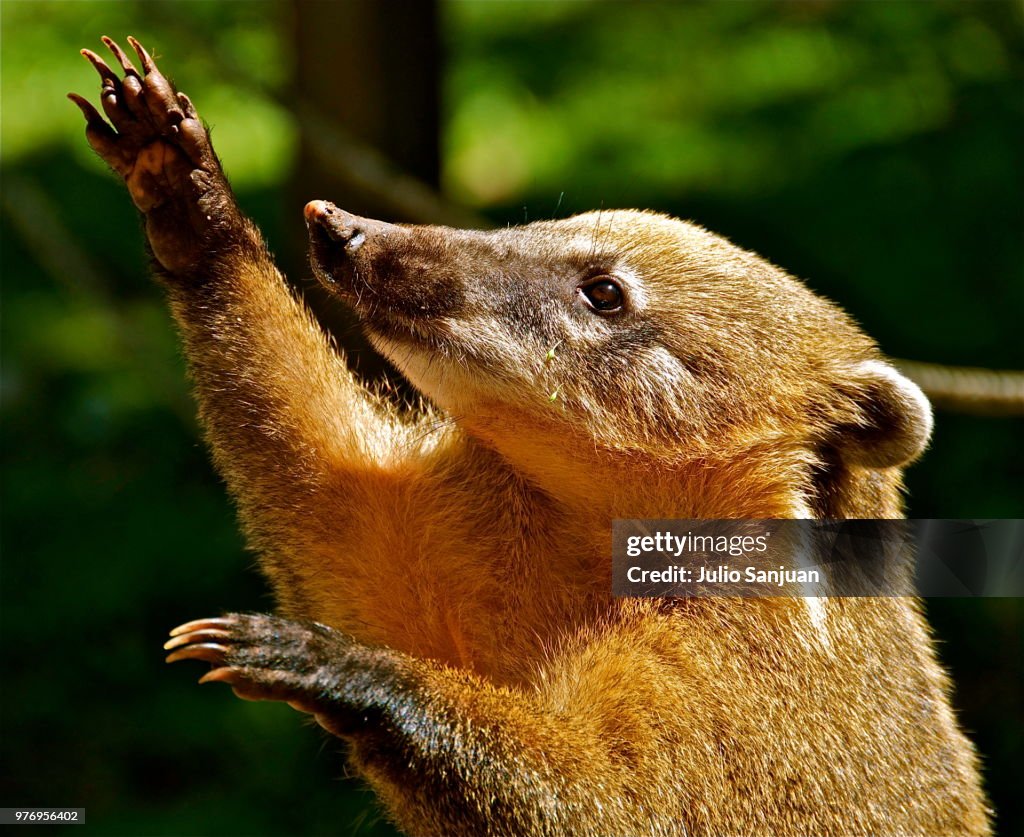 South American coati (Nasua nasua) waving, Iguazu Falls, Parana, Brazil
