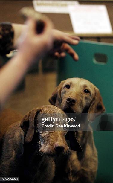 Dogs take an intertest as their owner eats lunch on the fourth and final day of the annual Crufts dog show at the National Exhibition Centre on March...