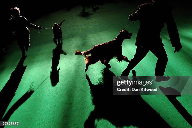 Dogs and their owners take to the arena on the fourth and final day of the annual Crufts dog show at the National Exhibition Centre on March 14, 2010...