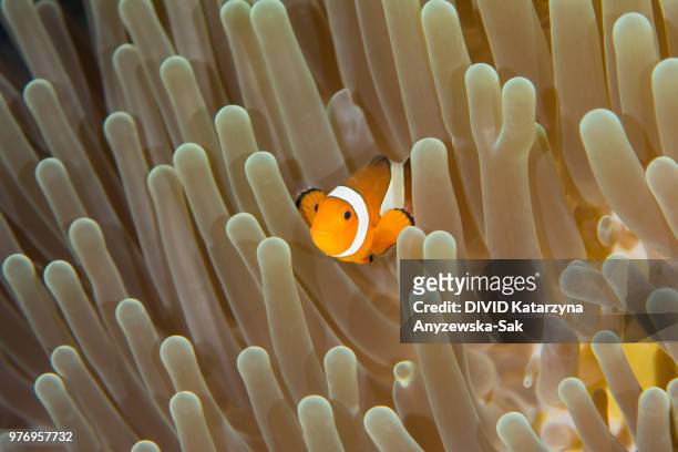 clownfish and nudibranch by anemone, komodo national park, lesser sunda islands, indonesia - symbiotic relationship stock pictures, royalty-free photos & images