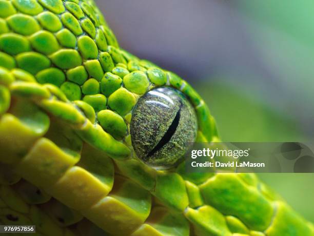 close-up of green emerald tree boa, national aquarium, baltimore, maryland, usa - national aquarium imagens e fotografias de stock