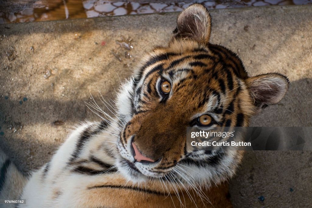 Eye of the Tiger