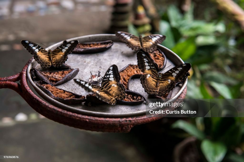 Butterfly dish