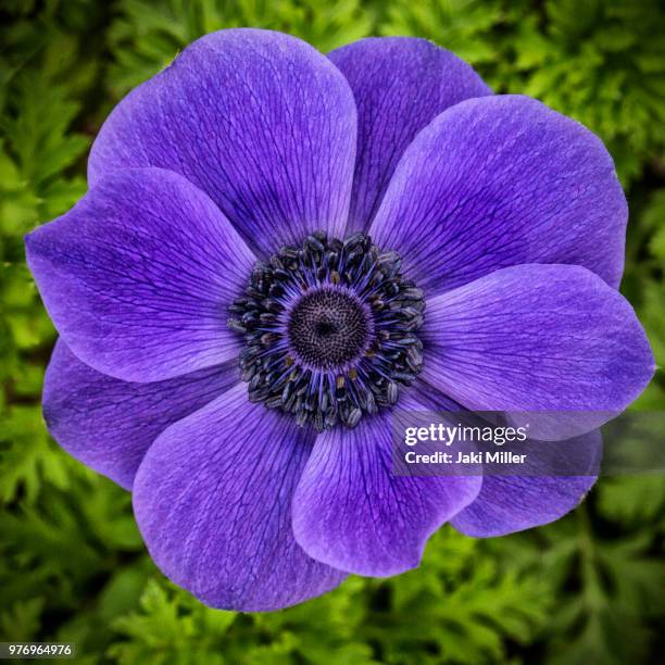 purple blue anemone - anemone stock-fotos und bilder