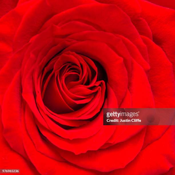 close-up of red rose - justin cliffe foto e immagini stock