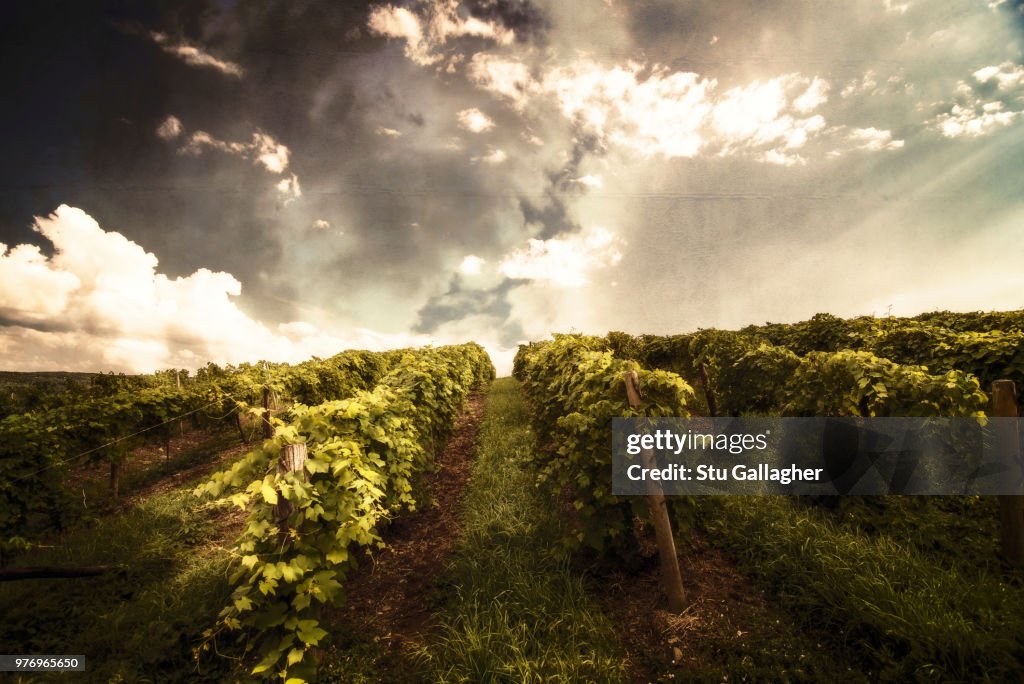 Clouds over vineyard at sunset, Keuka Lake, New York State, USA