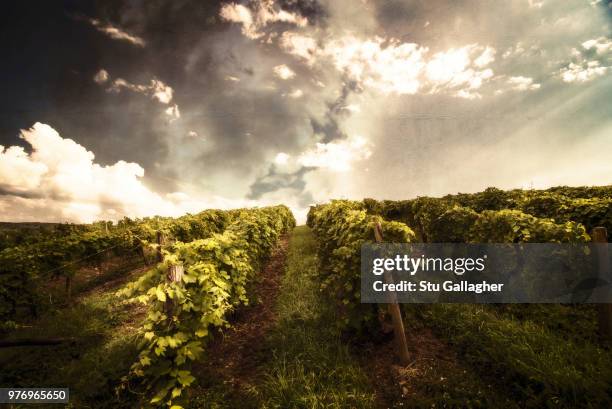 clouds over vineyard at sunset, keuka lake, new york state, usa - rural new york state stock pictures, royalty-free photos & images