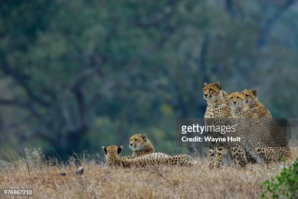 cheetahs sitting on grass, transvaal or mpumalanga, south africa - トランスバール ストックフォトと画像