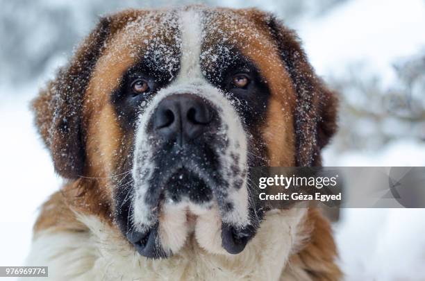 brumi - saint bernard stock pictures, royalty-free photos & images