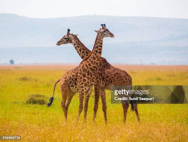 giraffe necking - necking stock pictures, royalty-free photos & images