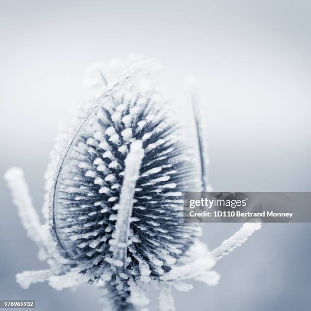 998 Chardon Stock Photos, HighRes Pictures, and Images Getty Images