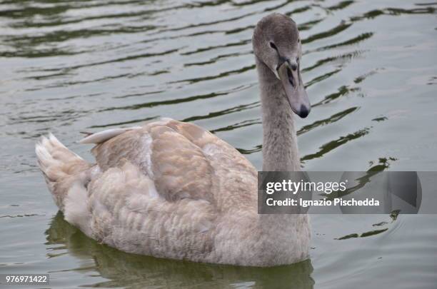 il cigno - cigno stockfoto's en -beelden