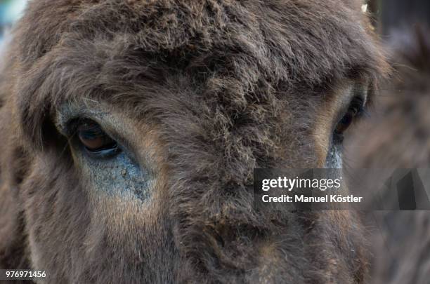 schau mir in die augen - augen foto e immagini stock