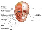 Muscles and bones of the face