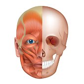 Muscles and bones of the face