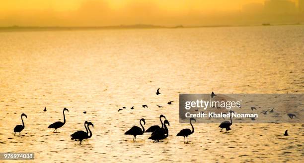 flamingos of dammam - dammam stock pictures, royalty-free photos & images