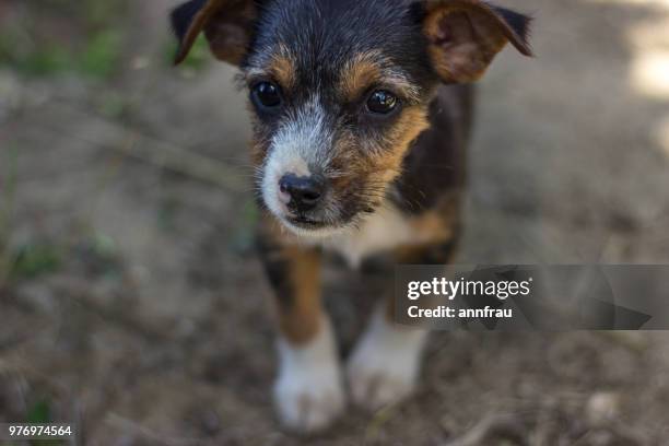 puppies - annfrau stock pictures, royalty-free photos & images