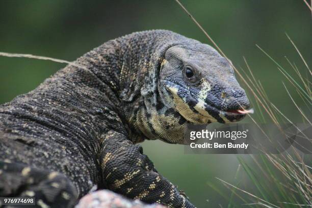 australian goanna (lace monitor) - galapagos land iguana stock pictures, royalty-free photos & images