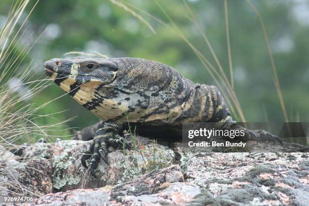 australian goanna (lace monitor) - lace monitor stock-fotos und bilder