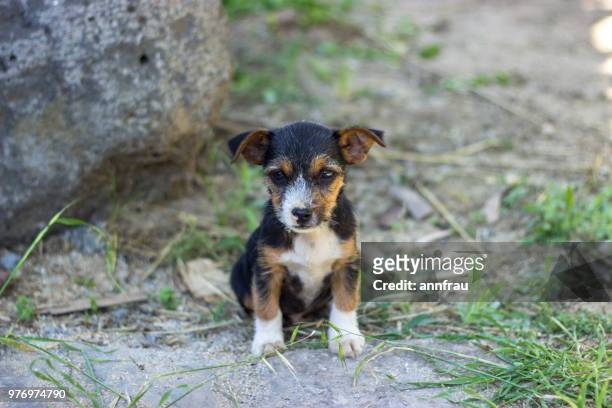 puppies - annfrau stock-fotos und bilder