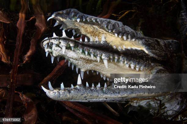 crocodile reflexion - reflexion stock pictures, royalty-free photos & images