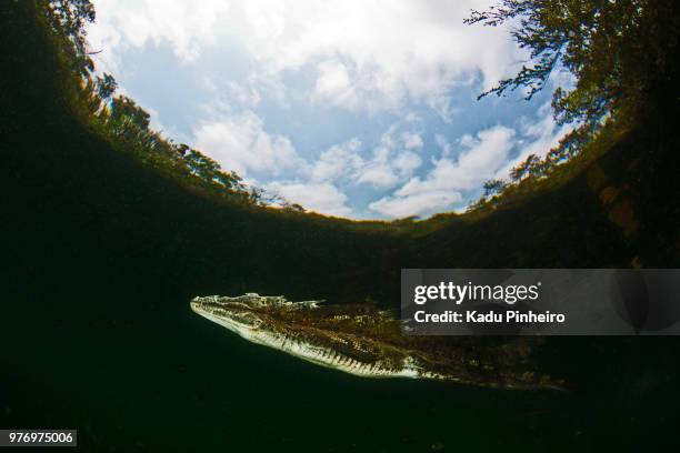 crocodile reflexion - reflexion stock pictures, royalty-free photos & images